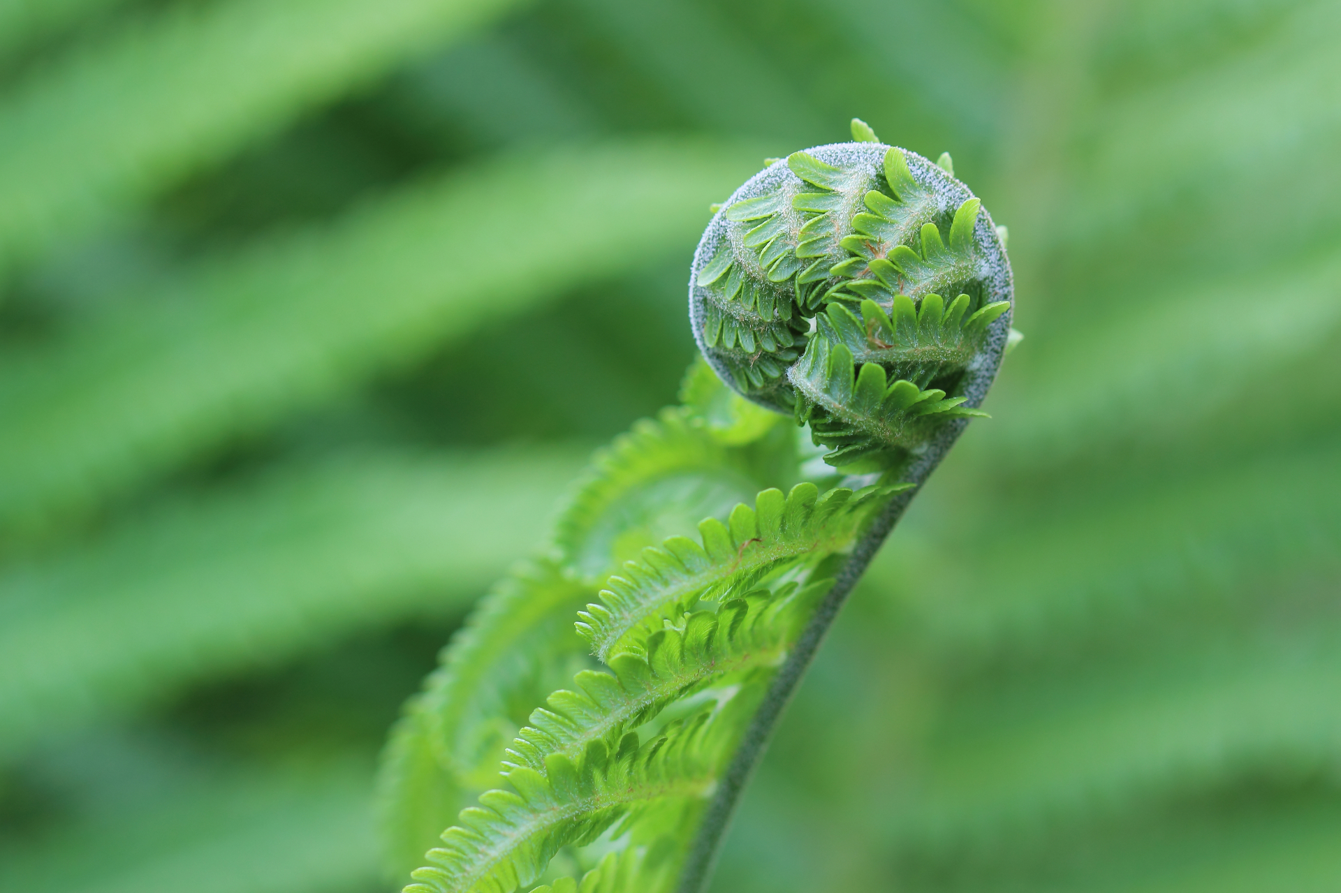Green fern unfurling - About page hero for Coast Transitional Support